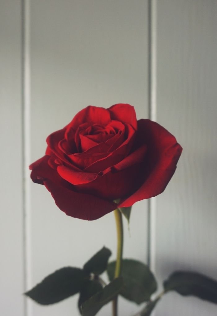 aethetic love image hd