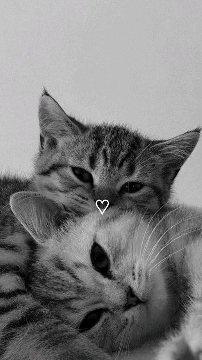 hd romantic love images hd beautiful photo