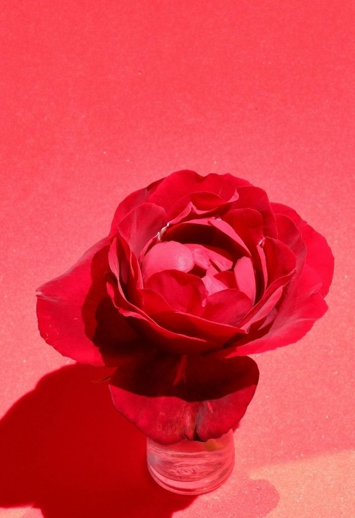 love rose image 1
