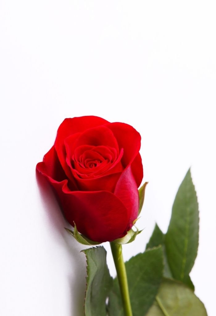 love rose image 3