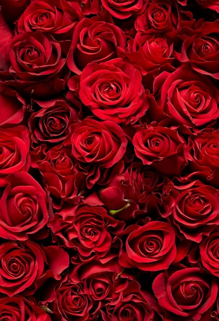 love rose image hd beautiful aethetic hot