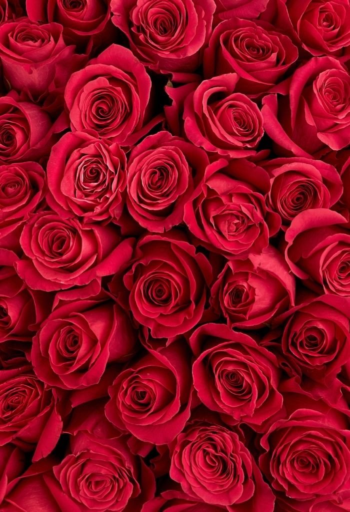 love rose image hd beautiful aethetic