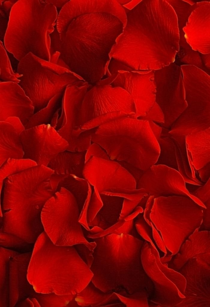 love rose image