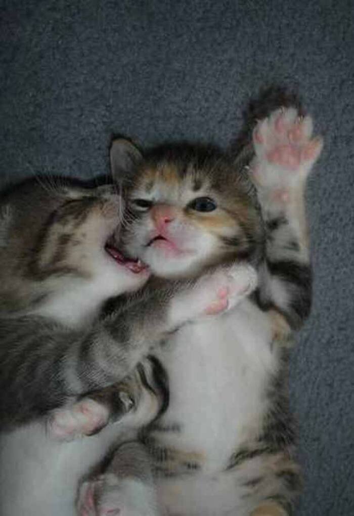 love bites images pinterest cat